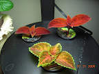 Coleus cuttings nicely rooted already. May replace one with snapdragon or monkey flower.