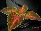 Closeup of new-patterned coleus.