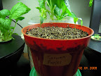 Age 12 days transplanted carmen peppers to pot.