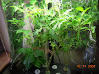 11 weeks eggplant & tomatoes : 2.2 EC, still no eggplants...