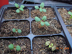 3.5 week snapdragon / one yellowed coleus.