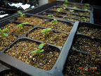 5.5 weeks pansies