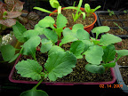 20 days radish & spinach