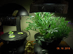 1 week dill & basil, 12 week gazanias and brachychome