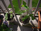 3 week bush beans, right pot stayed indoors (warm) more