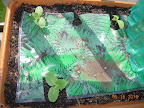 2 week cucino, tendergreen, and pearl cucumbers freshly transplanted