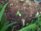 2 week Japanese cuke transplant by the pole beans