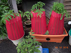 7 week razzleberry and buck's county, 8 week early girl in cloches, couple tomatoes for my father beneath them.