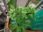 9 week mohawk, lipstick, carmen peppers. First fruits set on mohawk & lipstick, carmen about to flower.