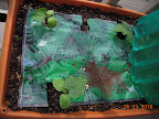 3 week cucino, tendergreen, and pearl cukes