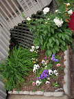 Peonies and gazanias started blooming.