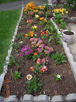 More gazanias blooming now.