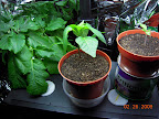 13 week eggplant: removed tomato plants, moved in pepper & tomato seedlings.