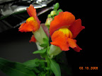 2nd AG mini snapdragon