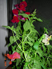 3 snapdragons on my daughter's windowsill
