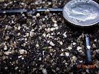 1 week: petunias and impatiens sprouting - miniscule.