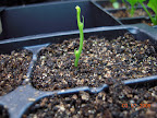 Never grown sweet pea before... Funky plant, not germinating well...