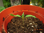 10 day old tomato, started in Pro100 and transplanted to soil at 9 days.