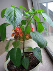 11 week carmen pepper, flowers and first two fruits set