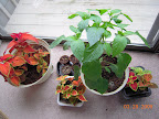 11 week carmen pepper, assorted coleus, one cantaloupe seedling