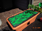 Growbox with nutrient patch / mulch sheet / 6 week old early girl tomato (pruned lowest branches and buried more stem)