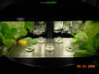 Week 0 new pepper garden hosting tomato / eggplant / lettuce pods