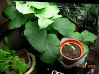 18 week bambino eggplant and friends - inc. 4 week bambino eggplant