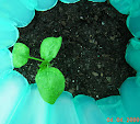baby leaf spinach in aqua shield