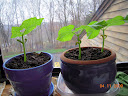 2 week contender bush beans