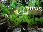 4 week international peppers & friends.  Leaves curled, possibly from heat. Raised lights just to cool off.