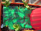 Greens growbox - little caesar romaine front, 4 spinach rear, new roman emperor romaine seedlings in back of teepee.