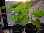 4 week Contender bush beans.
