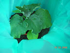 8 week eggplant twinkle, still in little pot on driveway, but sitting out in retired aqua-shield. Need to repot soon. This one's developing leaf thorns.