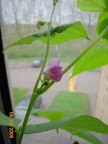 Contender bush bean flower - pretty :)