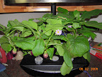 22 / 9 week eggplants, both flowering and bearing fruit.
