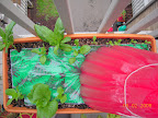 Spinach, roman emperor romaine back, little caesar romaine front.