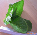 A little caesar romaine picked whole to eat.