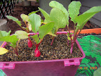Radish tub. White icicle radishes split stems just like red ones... Even the toy choi has pink stems in here. Contagious? :)