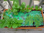 Spinach, 2 kinds of romaine, magda squash, bucks county tomato.
