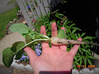 Last icicle radish - didn't taste any better bigger