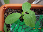 2 week magda squash (Lebanese zucchini)