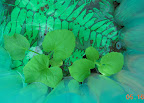7 / 3 week cantaloupes, still growing very slowly