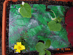 3 week cukes. Seed leaves shock white due to cold, not fungus...
