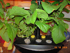24 / 11 week eggplants, ripening at least 4 eggs apiece