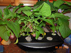 23 / 10 week eggplants. Young eggplant's first harvest, ~70 days!