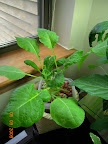 5.75 months, senposai and kojisan komatsuna still going.