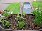 Toy choi, pansies, and chives. Bottom left pansy is Pandora's box, grew last year from seed (survived winter).