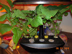 25 / 12 week eggplants, 7 eggs grown beyond calyx. Producing steadily, lots of leaf leprosy, kept pruned.