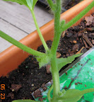 8 week cantaloupe setting buds?! Small plant for that!