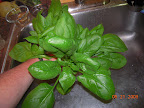 Final baby leaf spinach harvest (4 plants)